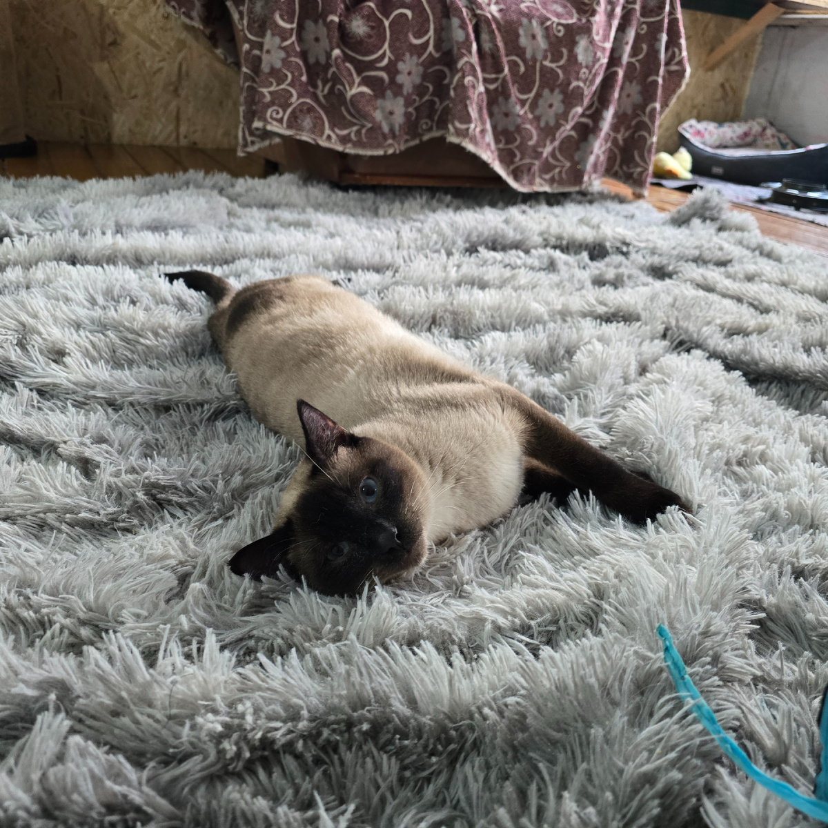 сиамский кот лежит безнадежно уставший