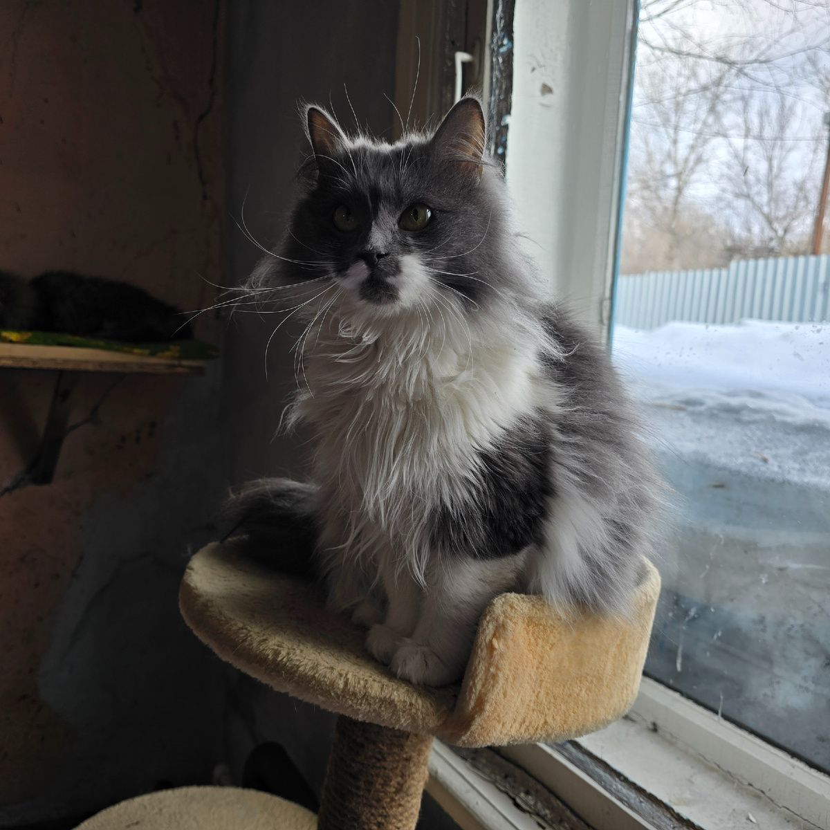 пушистая кошка смотрит грустно у окна