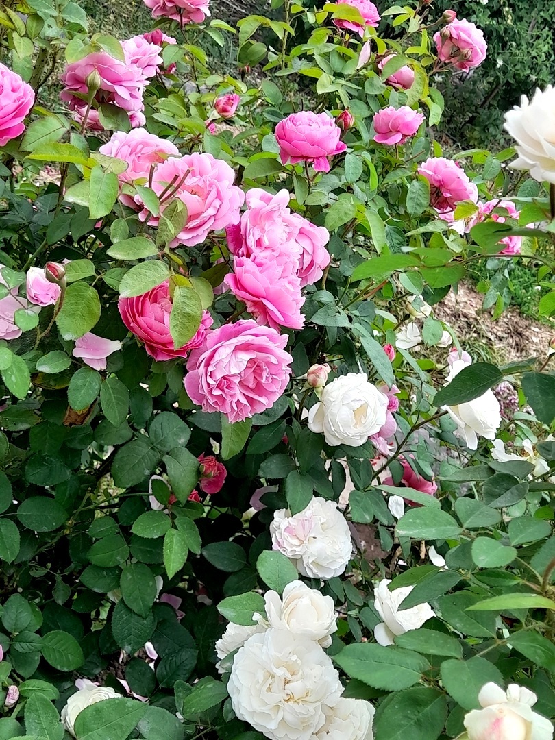 Winchester Cathedral и Mary Rose - остнки...