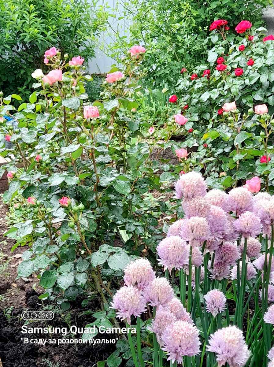 Baronesse и Maritim в компании Шнит-лука...