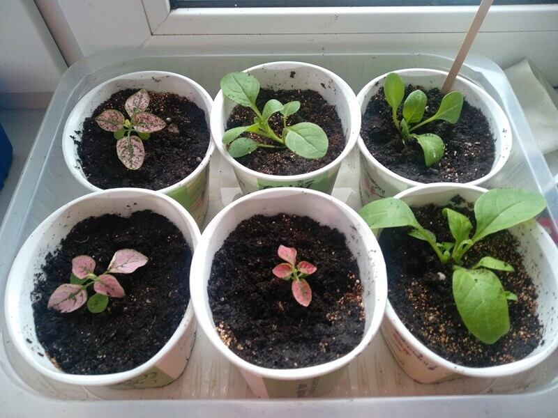 Начали окрашиваться листья у рассады гипоэстеса