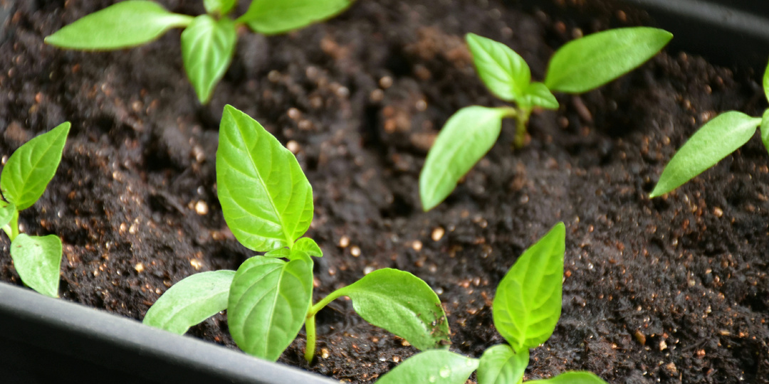 3 важных действия с рассадой ПЕРЦА после пикировки: перцы быстро укрепляются, растут более приземистыми и толстенькими