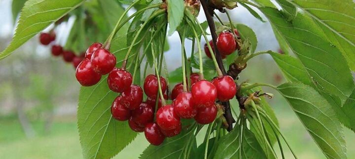    Фото:Сгенерировано редакцией «Хабинфо» с помощью giga.chat