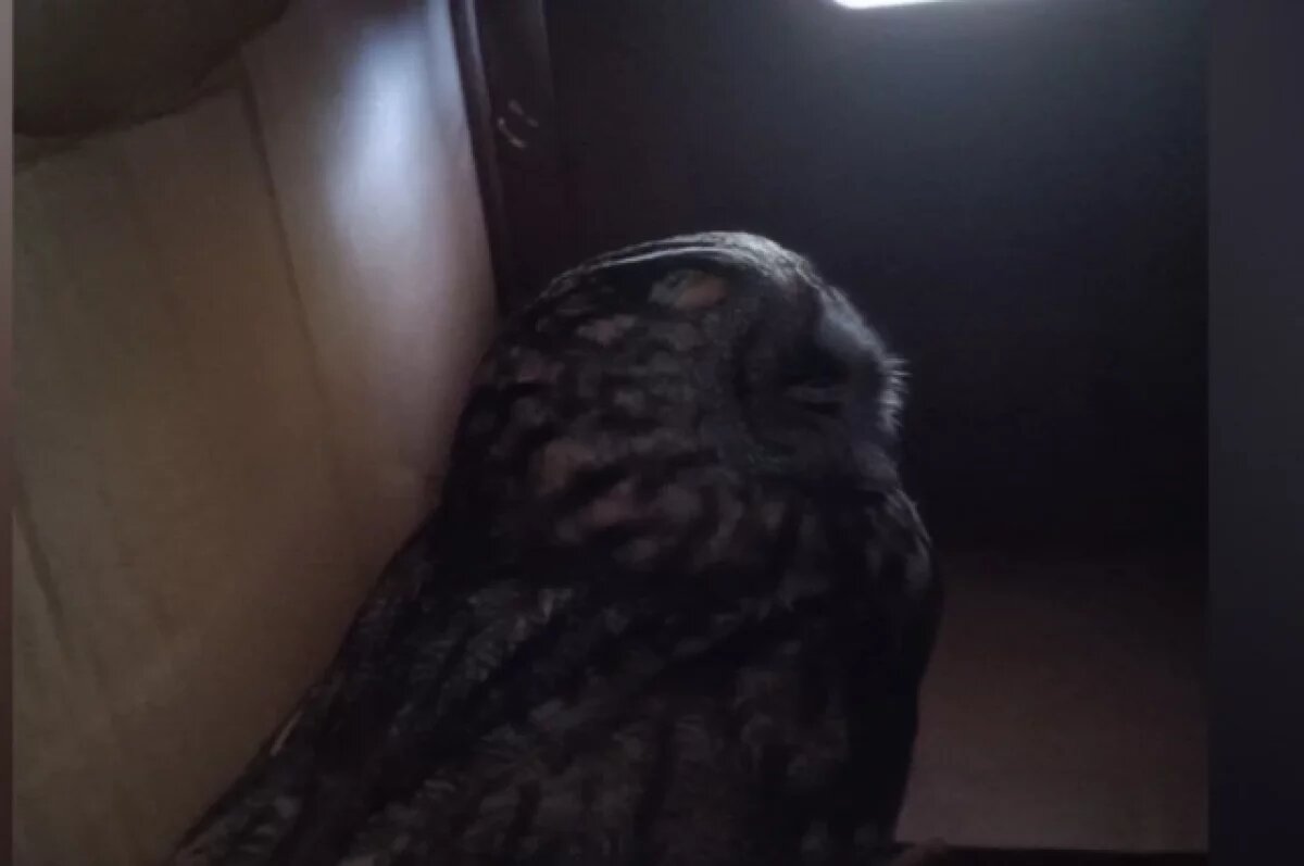    Сова, найденная на территории аэропорта Воронежа, проходит лечение