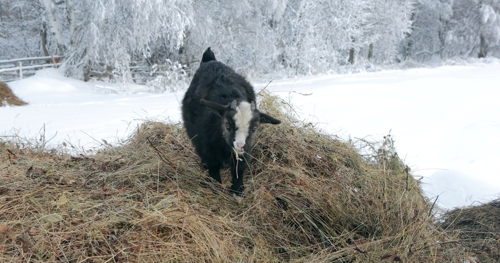 В Башкирии после морозов до −33 ожидаются снегопады и метель