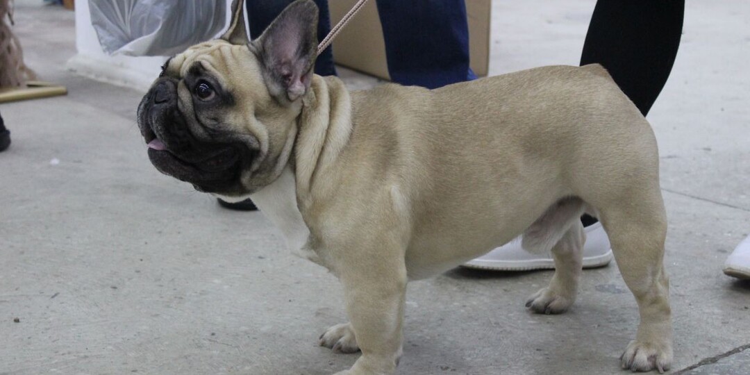 Собаки, кошки и хомяки могут страдать от аллергии