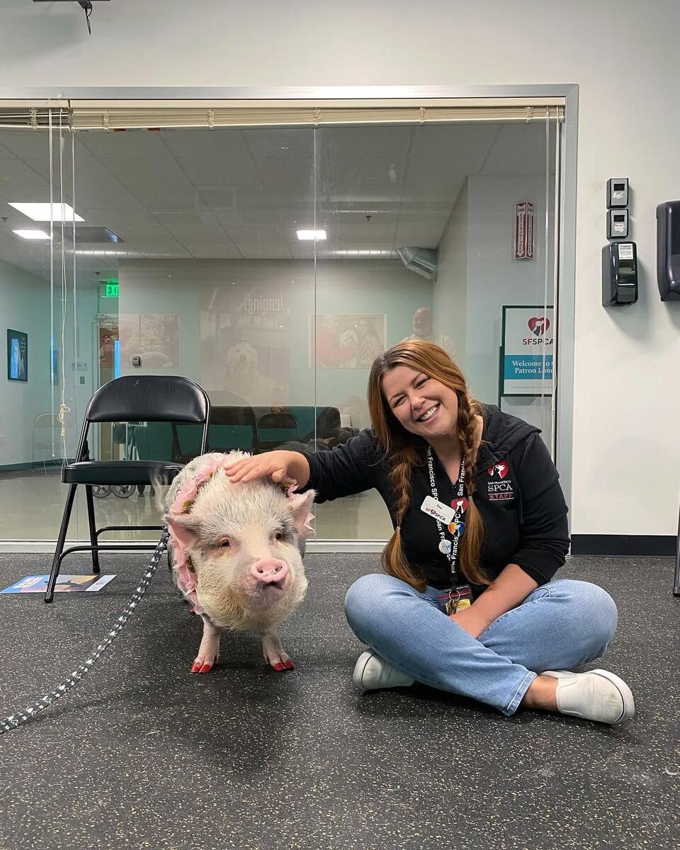 instagram/lilou_sfpig