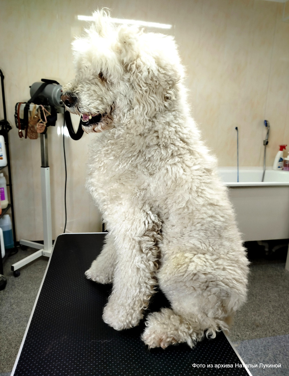 «Это не бизнес, это любовь»: карельский грумер рассказала о своей работе© "64 Параллель"📷
