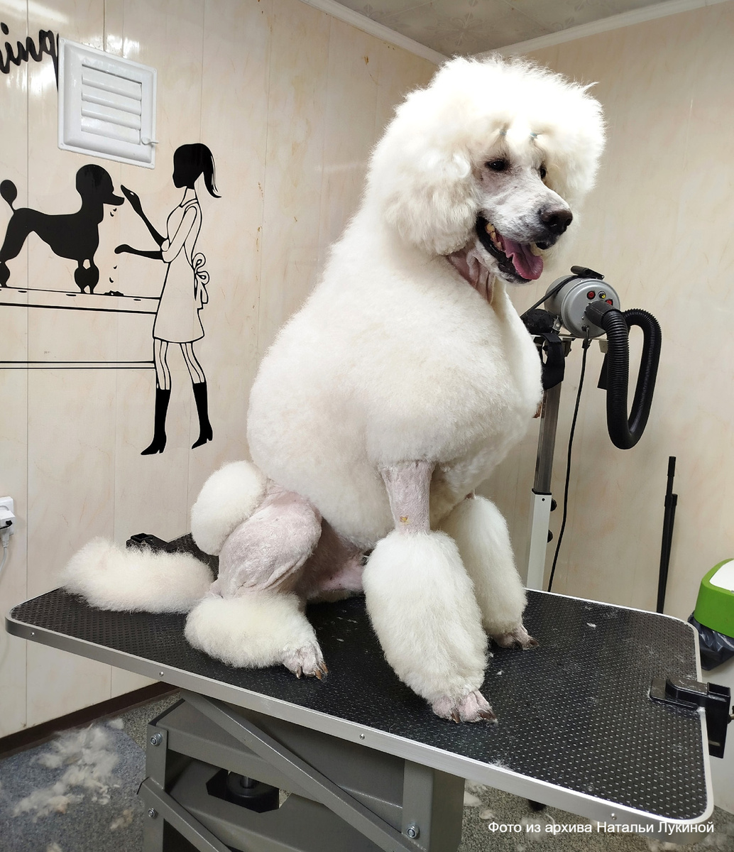 «Это не бизнес, это любовь»: карельский грумер рассказала о своей работе© "64 Параллель"📷
