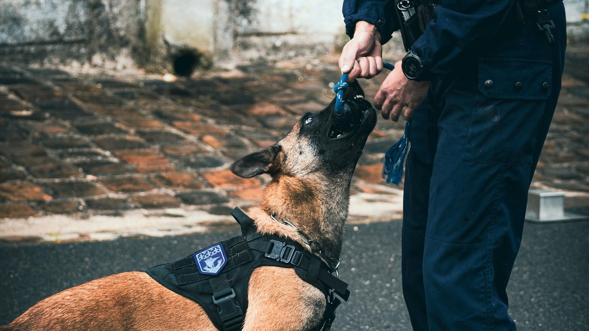    Служебные собаки — важная часть обеспечения безопасности на массовых мероприятиях