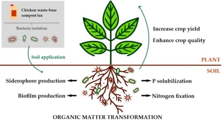 Аргентина биологизирует производство клубники с новыми инокулянтами