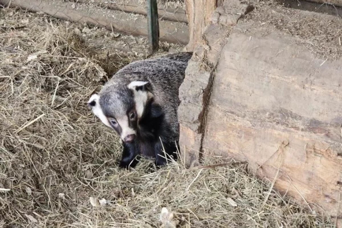    В Иркутском зоосаде проснулся барсук