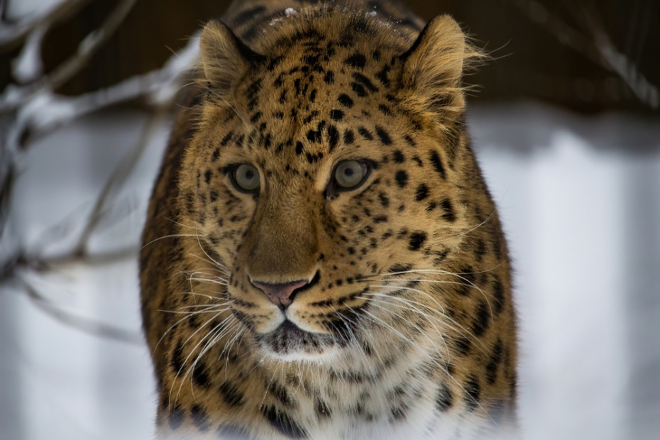    Shutterstock/FOTODOM