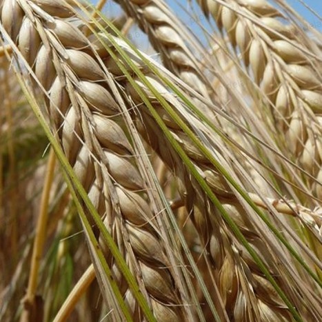 Ячмень для кур несушек