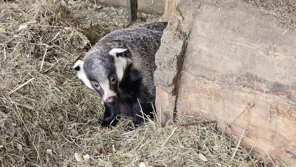 В Иркутском зоосаде барсук вышел из спячки