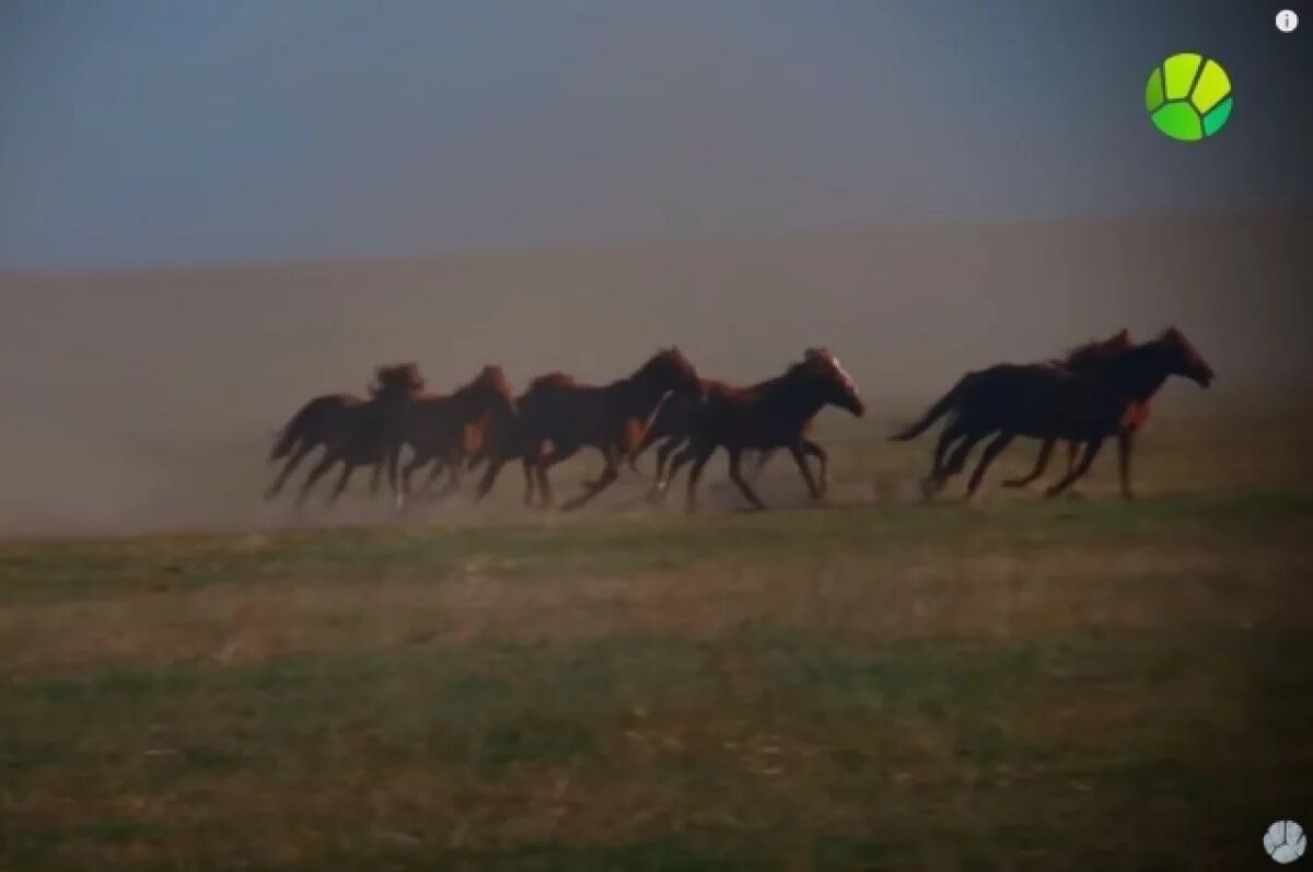    Четыре мустанга появились на свет в Ростовском заповеднике