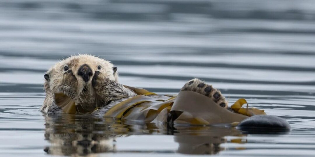 Природа Канады в объективе: названы лучшие фотографии конкурса Canadian Photos of the Year