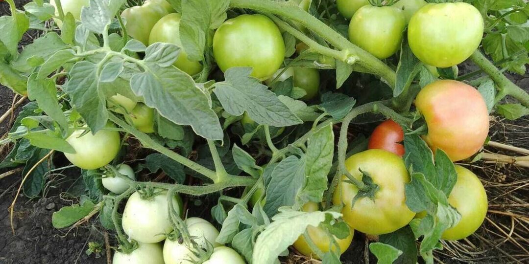 Когда сажать томаты в марте 2026: лунный календарь и советы для крепкой рассады