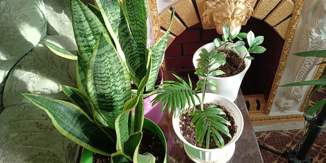 Хамедорея изящная выращенная из семян