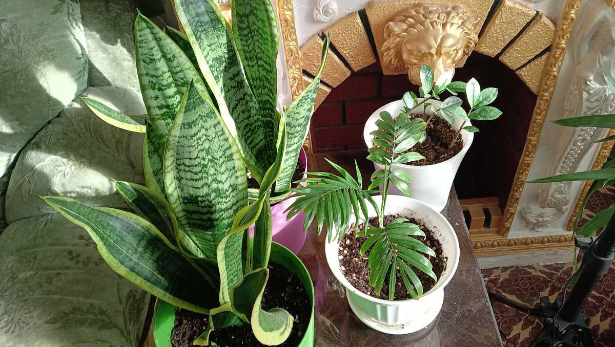 Хамедорея изящная 