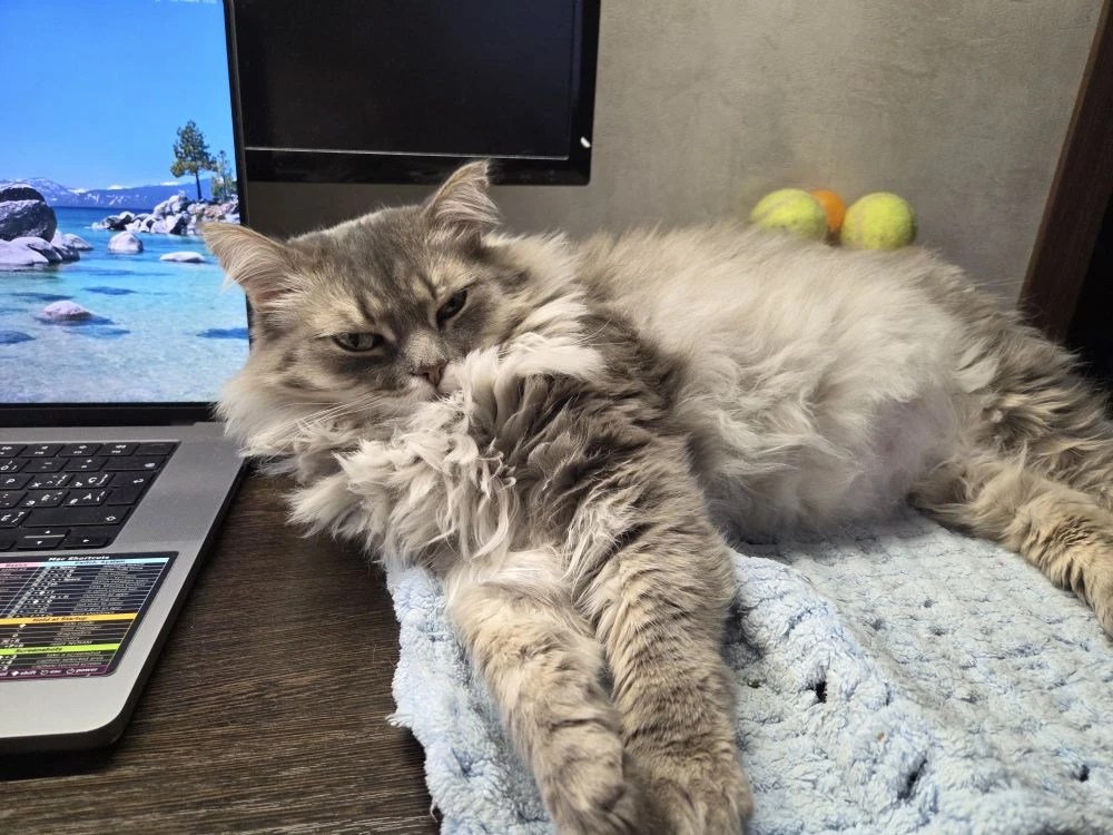 Котик, который живёт на полную катушку!