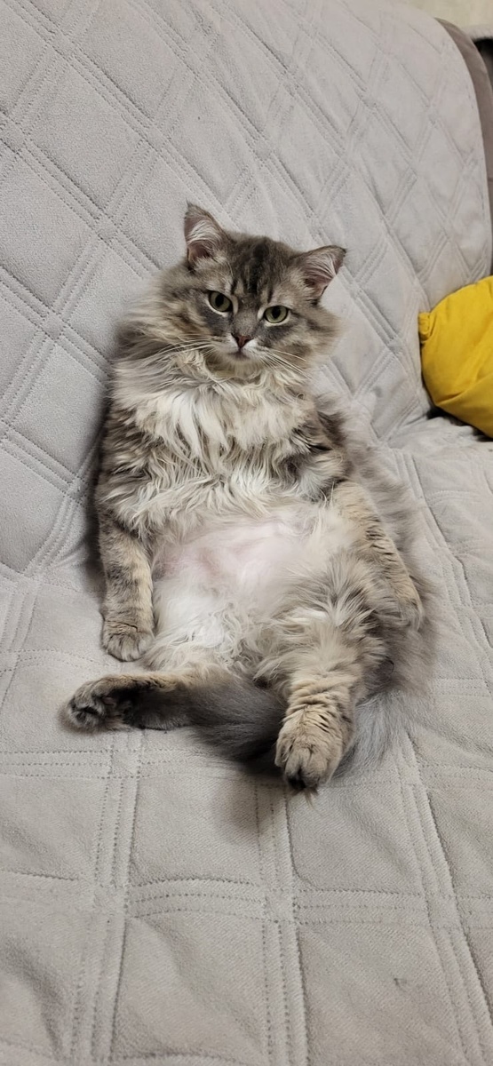 Пушок наслаждается домашней жизнью. 