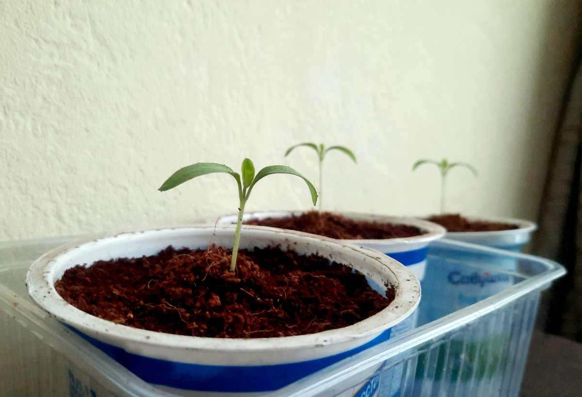 Фото автора. 9.03.26г.  Северный индиго F1.