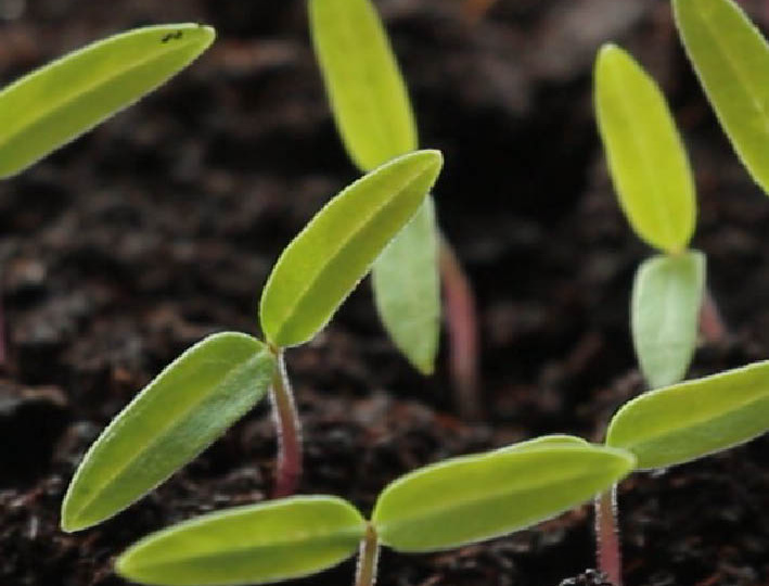 Рассада томатов: посев, уход, ошибки