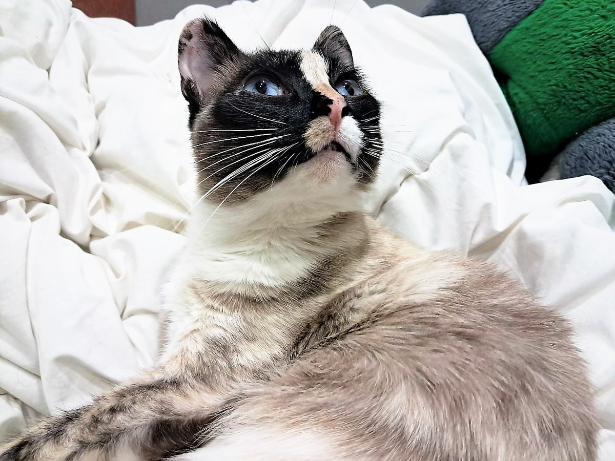 За фото Сапфиры благодарю Марию ЕЩЕНКО)