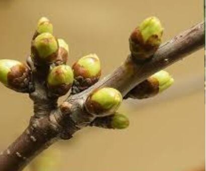 Фаза «зелёный конус»: ключевая обработка сада перед цветением