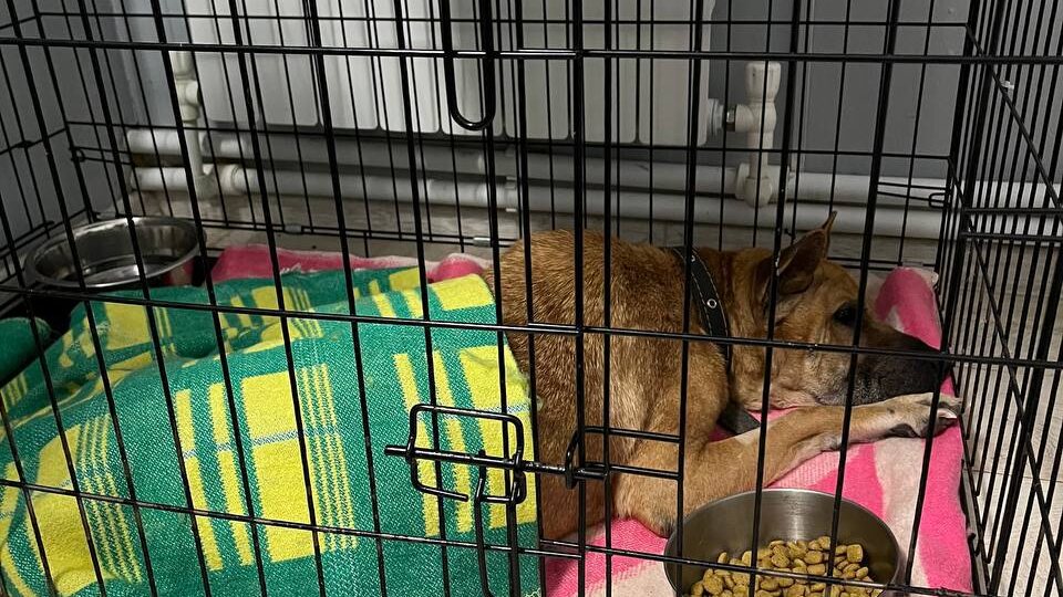 Если завели животное - несите до конца эту ответственность. Чтобы потом ваш питомец не доживал вот так свою жизнь.