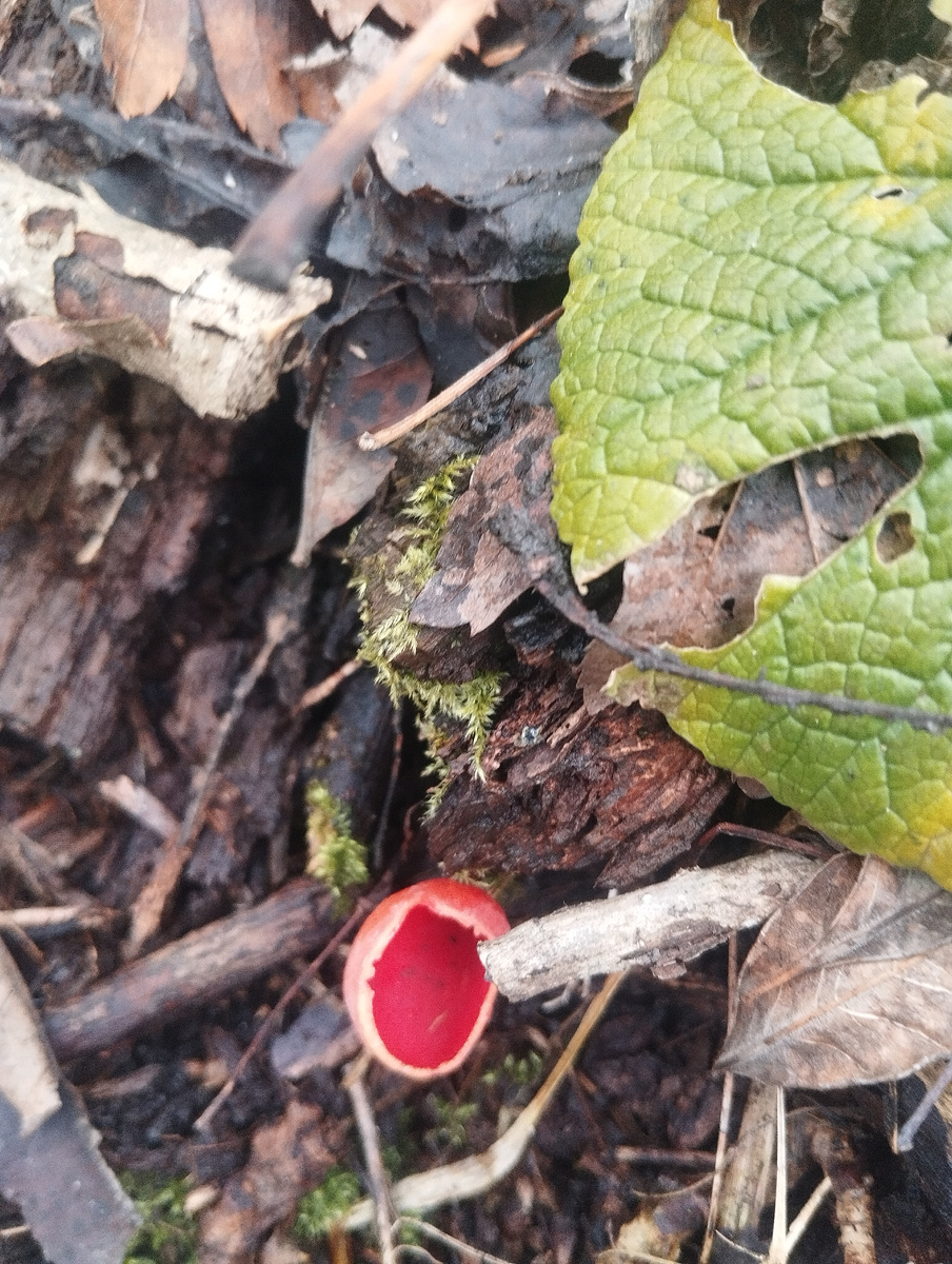 Фотокарточка февральская