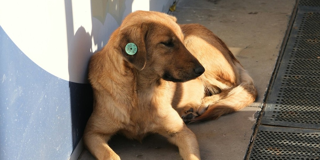 Спасение от ненависти: волонтеры спасли маму-собаку и ее щенка в Шахтах