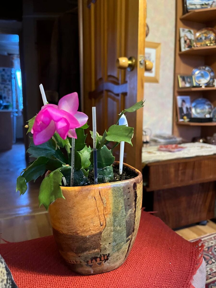 Мамин декабрист решил, что у нас в марте – снова декабрь🙈😜 и зацвел, Ну а чё?  Минус 28 на улице🥶 Фото автора 