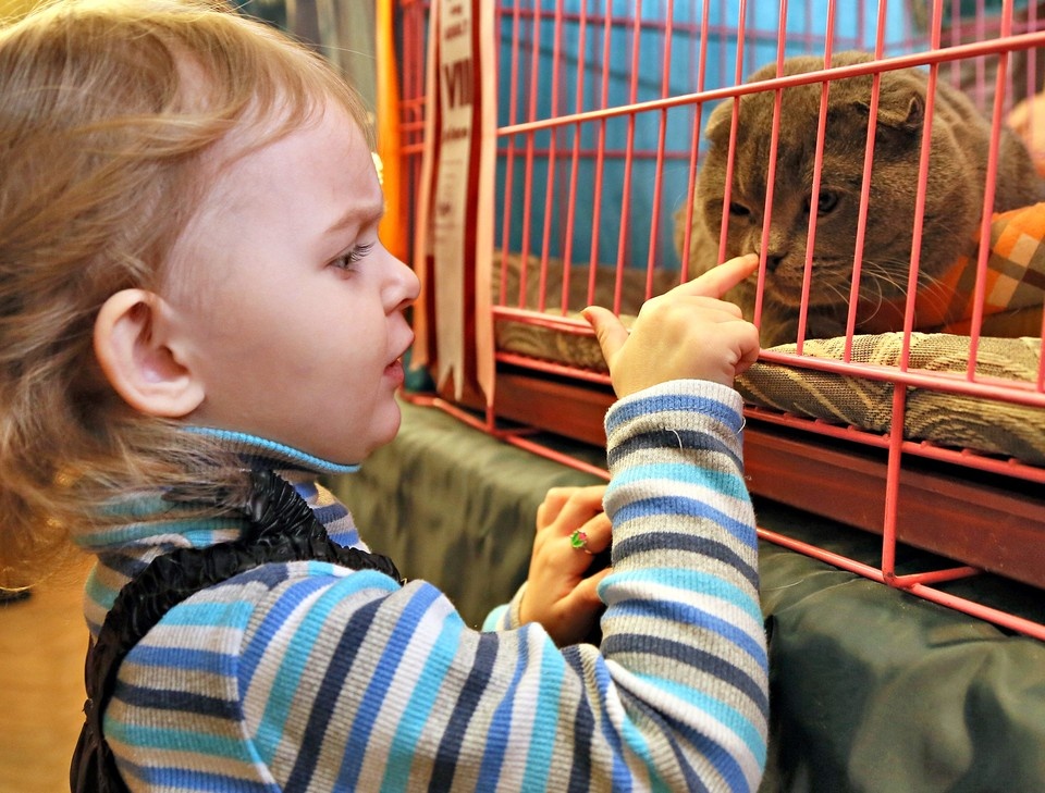    По одному случаю бешенства выявлено у кошки и лисы. Николай Александров