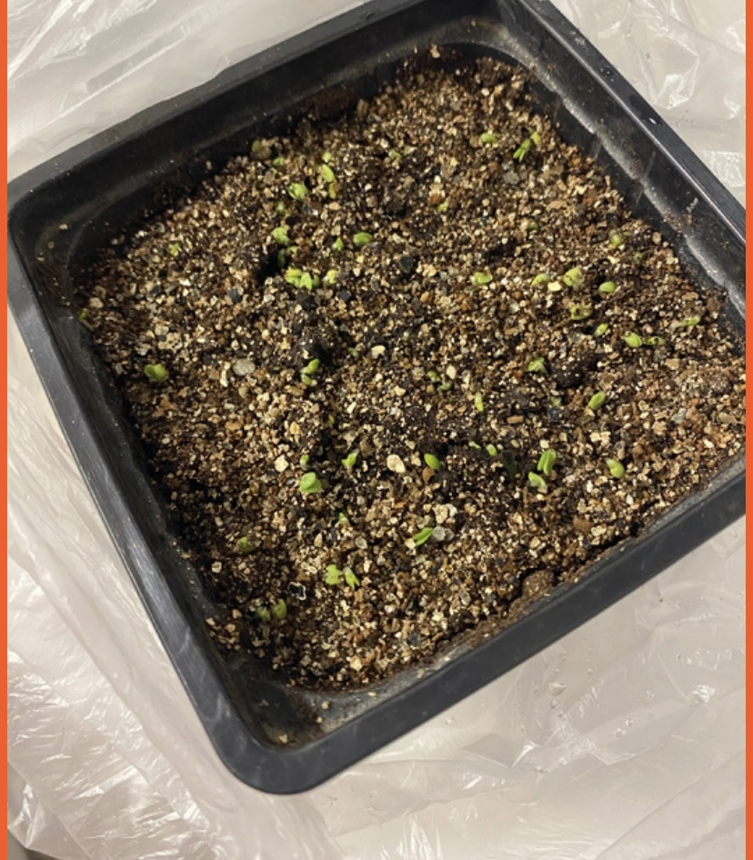 Неудачные всходы 26г. ещё живые.