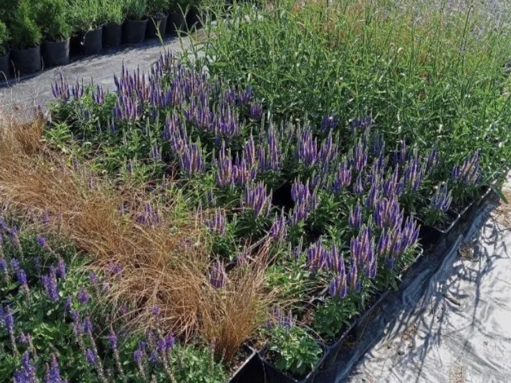 Профиль Агава на Авито(не реклама). Фото их, но вживую все так и выглядит.