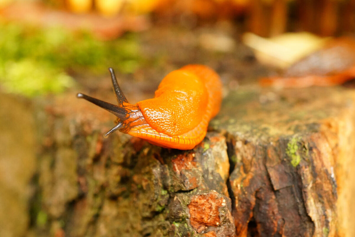    Слизень. @wirestock/freepik.com