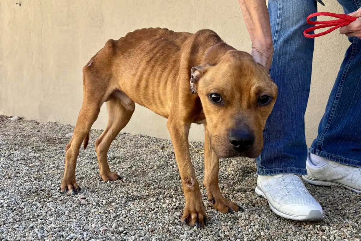 The Animal Foundation