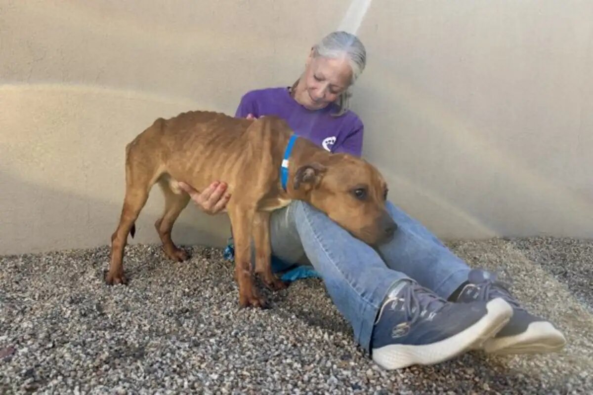 The Animal Foundation