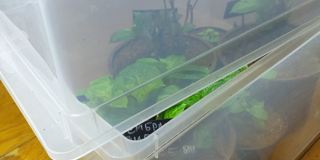 ЕСЛИ ПРОСНУЛИСЬ КРУПНОЛИСТНЫЕ ГОРТЕНЗИИ... Март