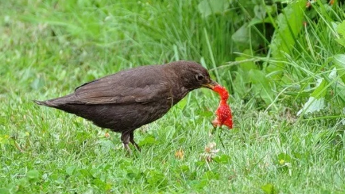 Так дрозды расправляются с урожаем за выходные