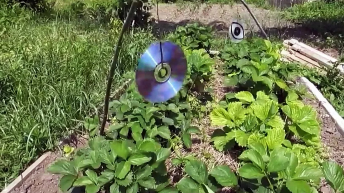 Диски отпугивают птиц максимум неделю, потом перестают работать