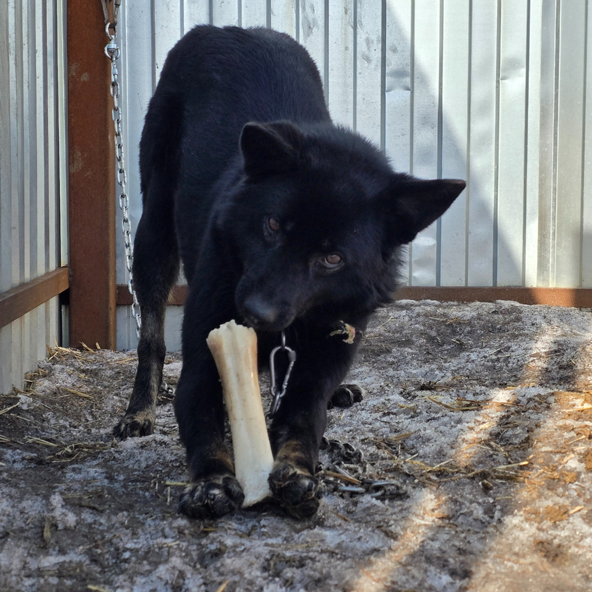 черная собака грызет кость на цепи