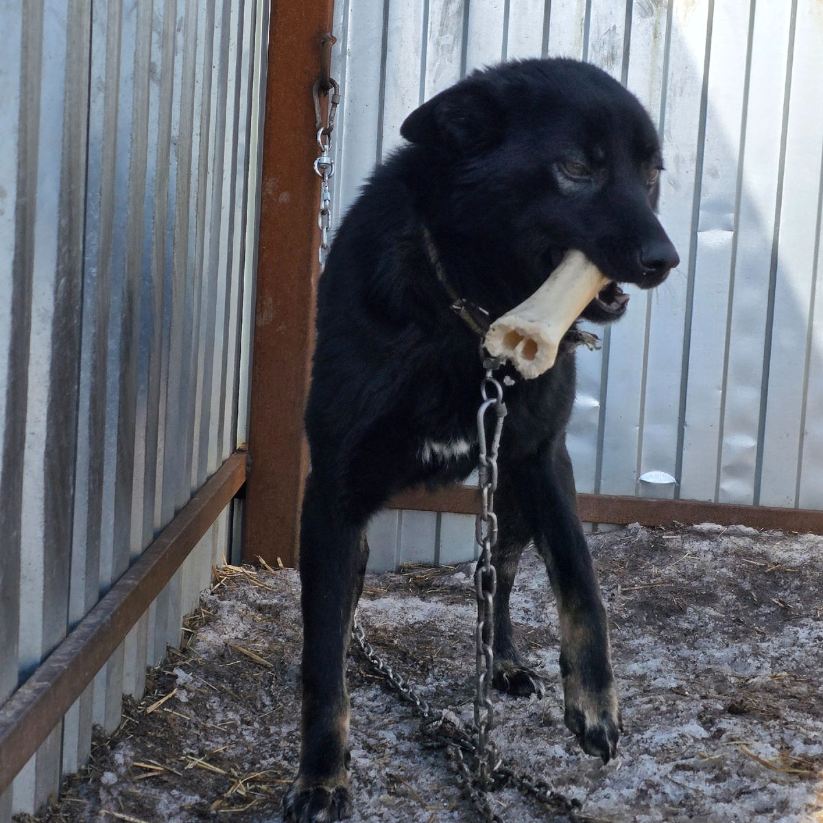 собака на цепи с костью в зубах