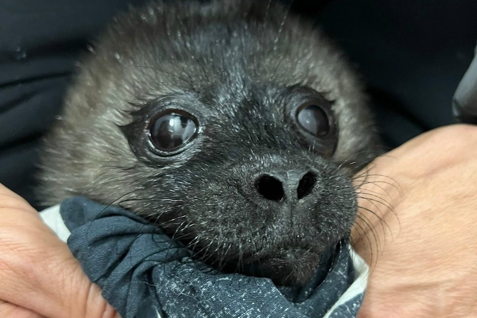    Детеныша нерпы спасли от чаек на Ладожском озере. Фото: vk.com/sealrescue