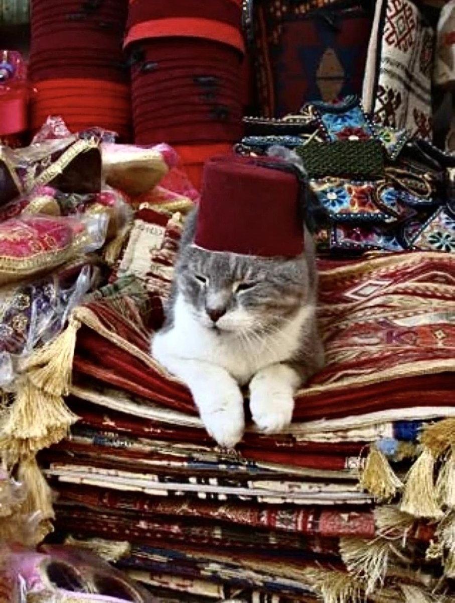 Коренной стамбульский кот!