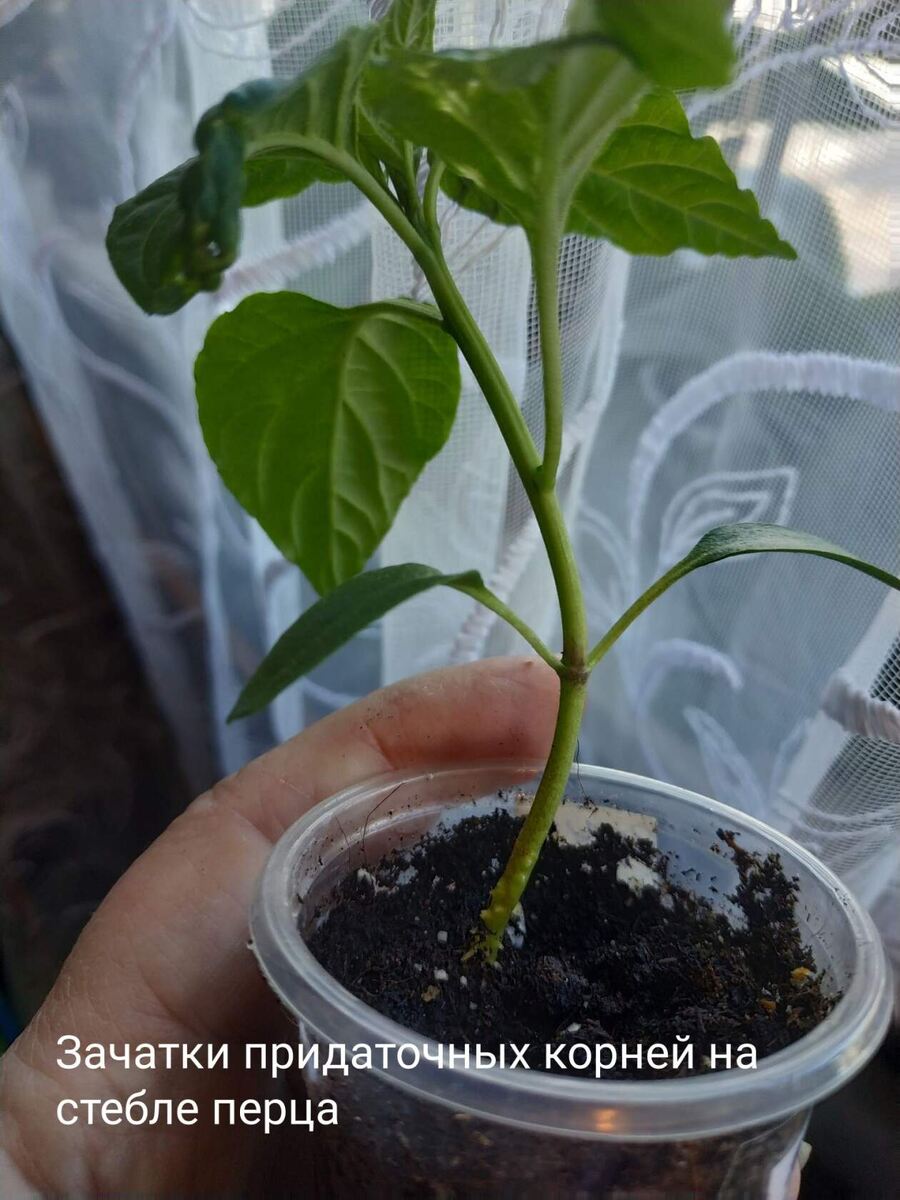 Зачатки корней. 