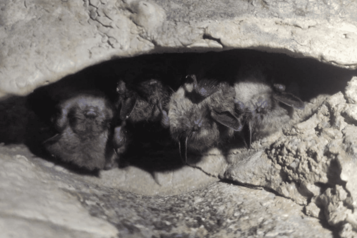    Фото: ДИП Свердловской области, источник: tagil.life