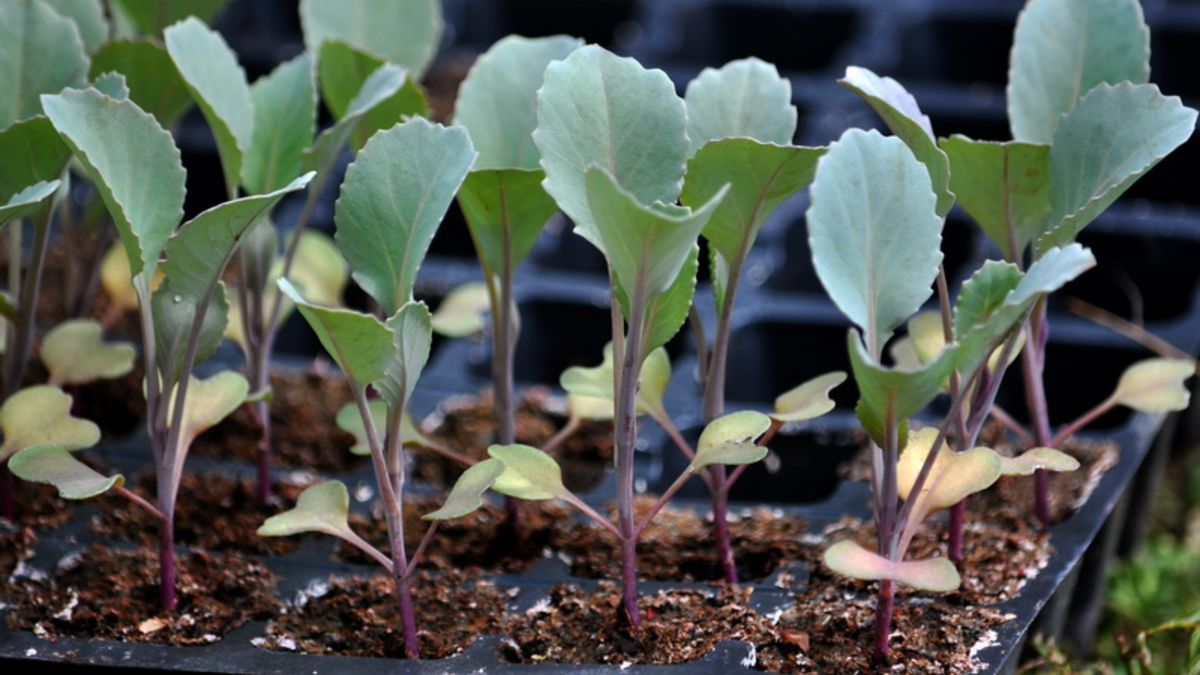 Главная беда всех огородников — ранняя капуста не переносит тепло после всходов